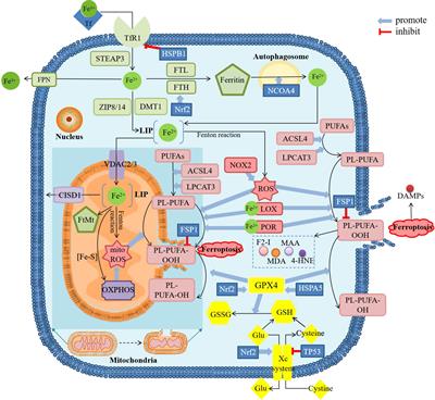 Ferroptosis in inflammatory arthritis: A promising future